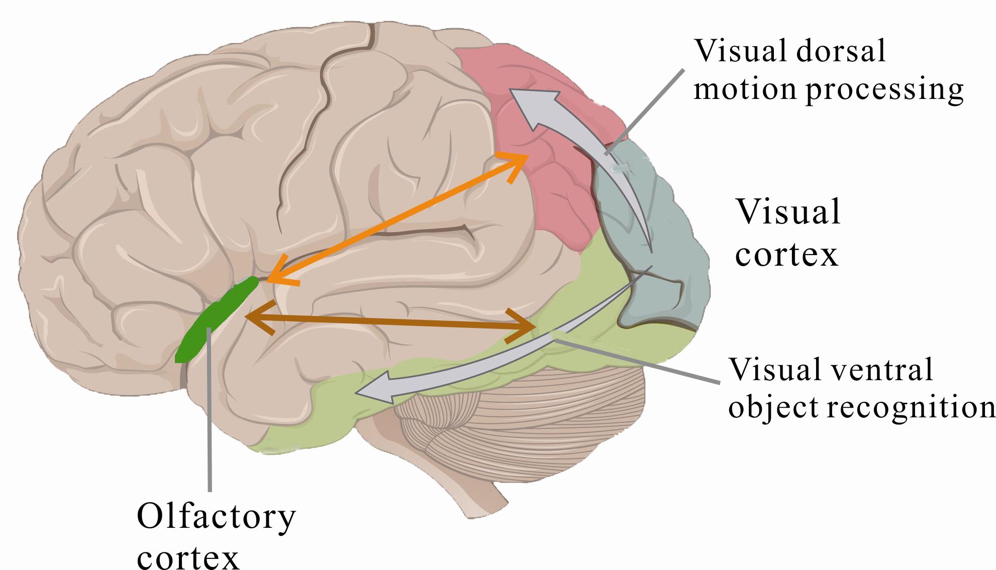 ventral and dorsal stream